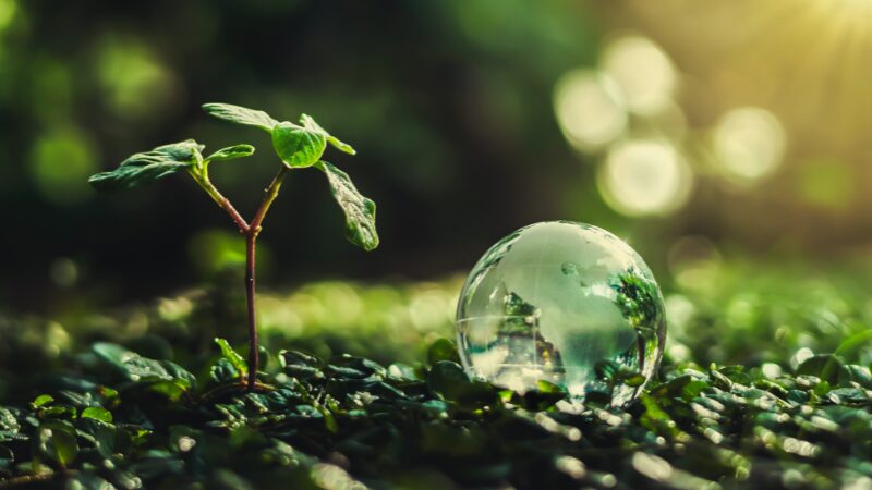 Tendências de sustentabilidade para 2025: o que esperar e como agir